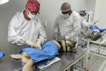 Prefeitura de BH tem nova estratégia para agendamento de castração de cães e gatos