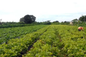 Decreto cria o Desenrola Rural para renegociar dívidas da agricultura familiar