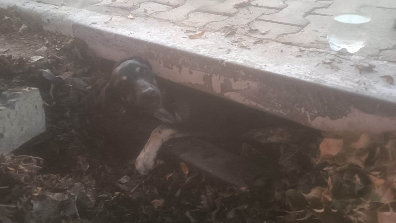 Cachorro fica preso em boca de lobo e é retirado pelos bombeiros em MG