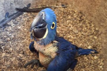 Arara-azul-grande é novo habitante do Zoológico de Belo Horizonte