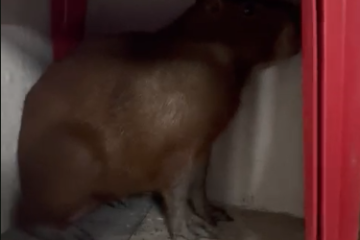 Capivara é vista em bar de Itaúna