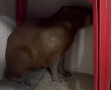Capivara é vista em bar de Itaúna