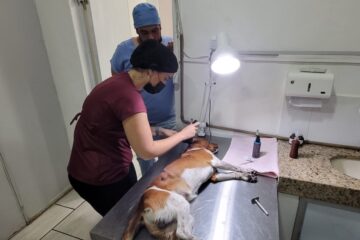 Prefeitura de João Monlevade realizou 960 castrações gratuitas de cães e gatos em oito meses