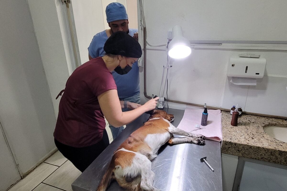 Prefeitura de João Monlevade realizou 960 castrações gratuitas de cães e gatos em oito meses