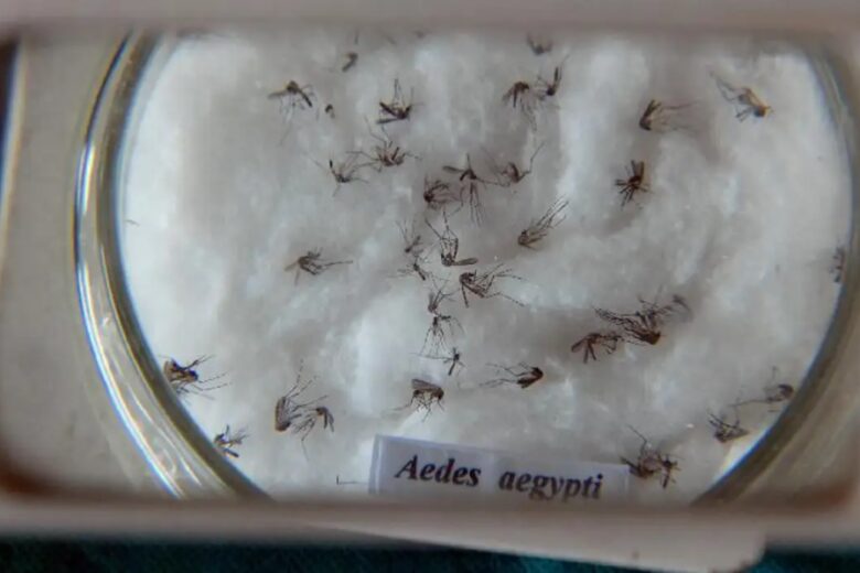 Casos de dengue no Brasil aumentam 15,8% em 2023