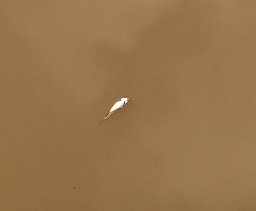 Itabira: Saae emite nota oficial sobre morte de peixes na ETA Pureza