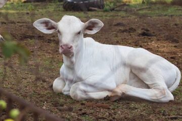 Quem sequestrou um novilho da fazendinha João Fubá?