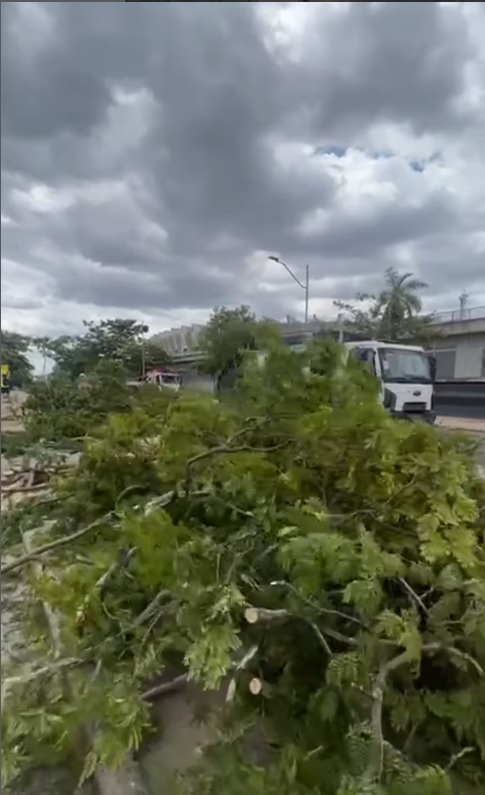 Prefeitura de BH diz que vai iniciar plantio de árvores na Pampulha nesta sexta-feira (1º)