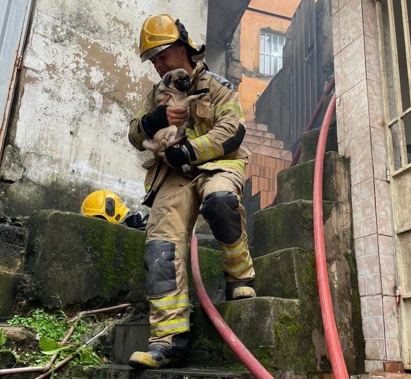 Bombeiros resgatam cachorro de incêndio em Belo Horizonte