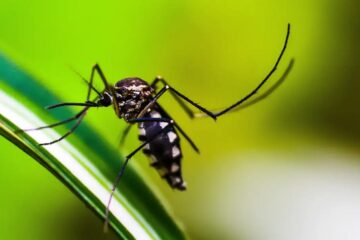 Dengue: Américas podem registrar pior surto da história, alerta Opas