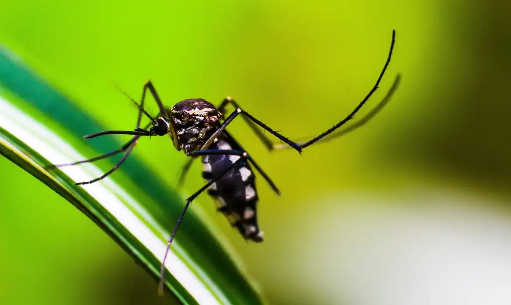 Novas tecnologias de combate à dengue em MG