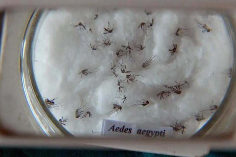 Minas Gerais responde por um em cada três casos de dengue no País