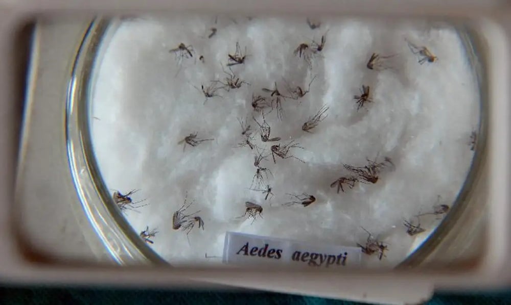 Minas Gerais responde por um em cada três casos de dengue no País