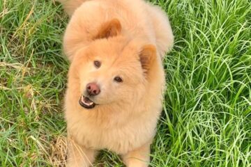 Tutores pedem ajuda para encontrar a cachorra Akali, em João Monlevade