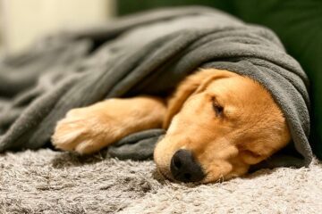 Gol suspende transporte de pets após morte de Joca