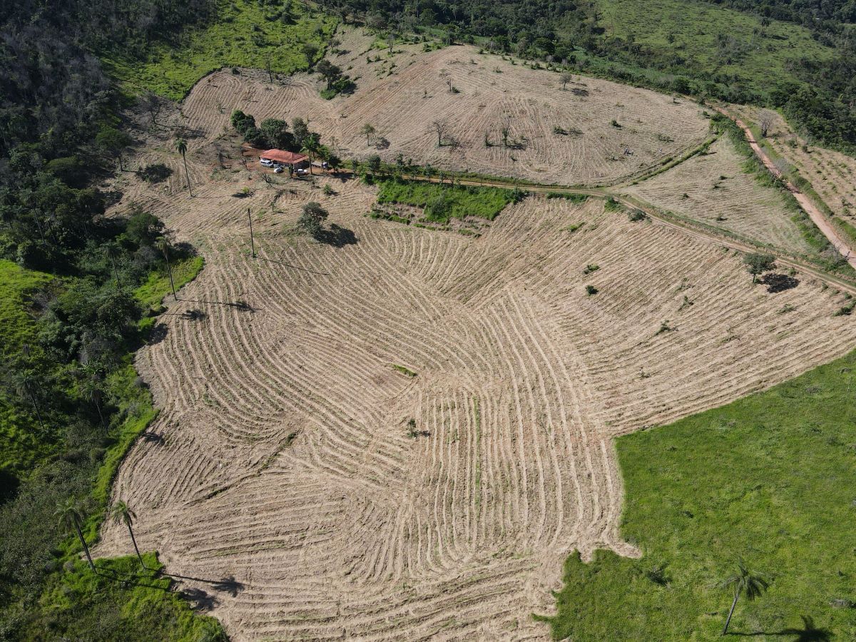 Tempo seco aumenta incêndios em áreas preservadas; relembre caso no Parque do Limoeiro