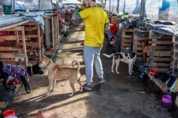 Animais domésticos continuam sendo resgatados de áreas alagadas no Rio Grande do Sul