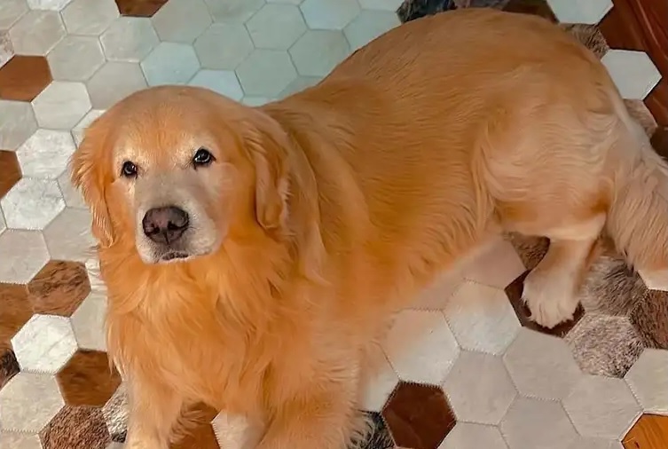 Câmara dos Deputados aprova projeto que obriga companhias aéreas a rastrear transporte de pets