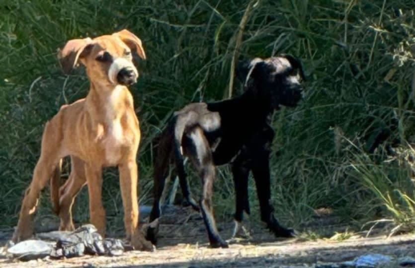 Cães são abandonados no bairro Amazonas, em Itabira; um deles estava com o focinho amordaçado