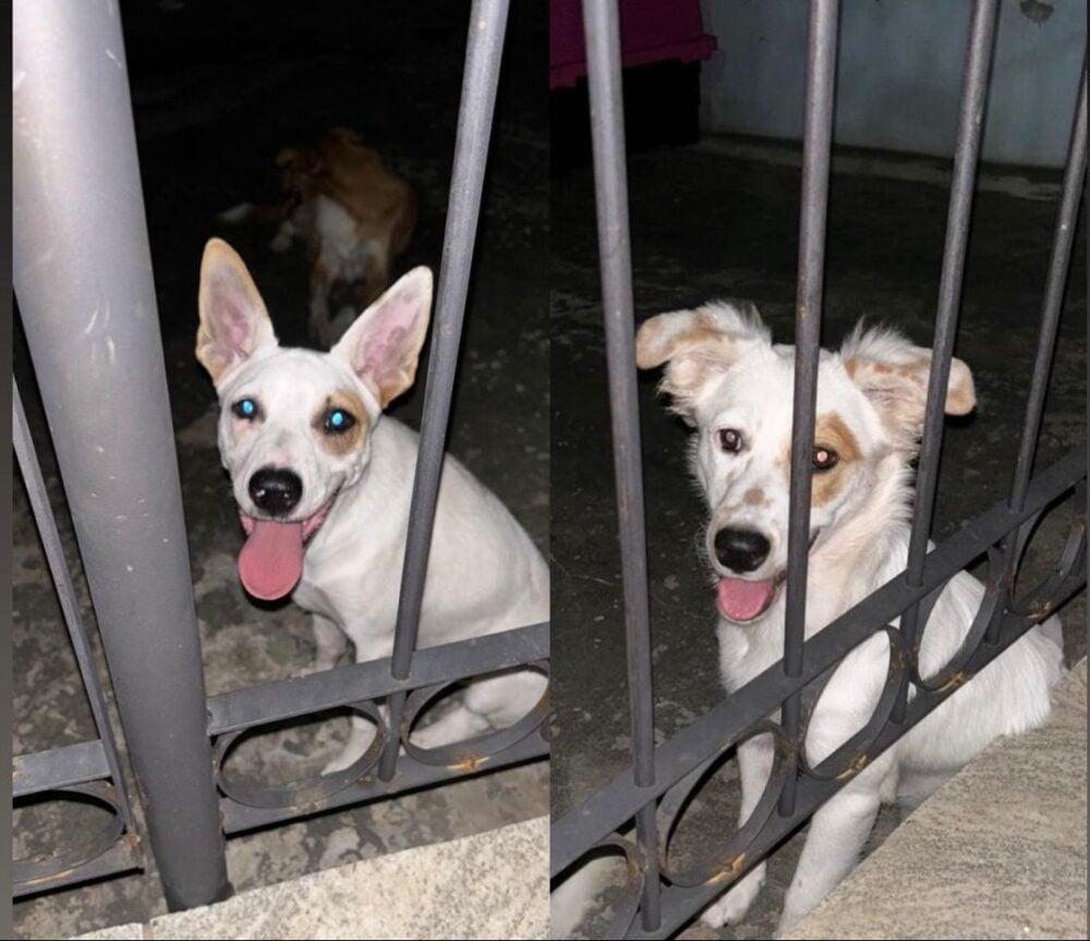 Família pede ajuda para encontrar as cachorrinhas Cacau e Framboesa, desaparecidas em Belo Horizonte