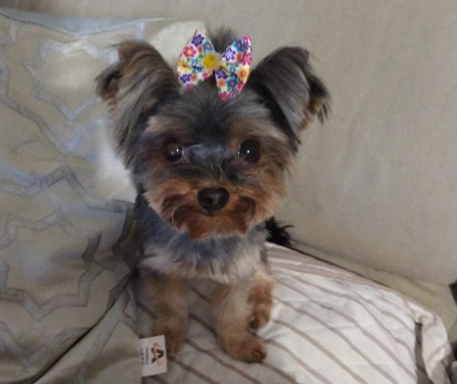 Itabira: tutores pedem ajuda para encontrar a cachorrinha Mel, que desapareceu no bairro Major Lage de Baixo