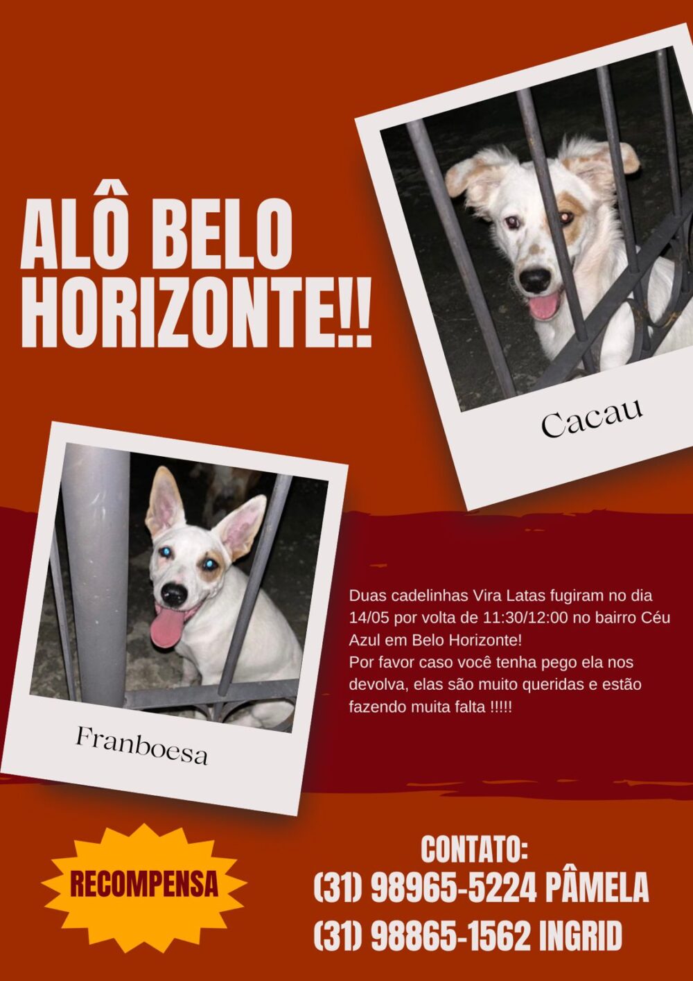 Família pede ajuda para encontrar as cachorrinhas Cacau e Framboesa, desaparecidas em Belo Horizonte
