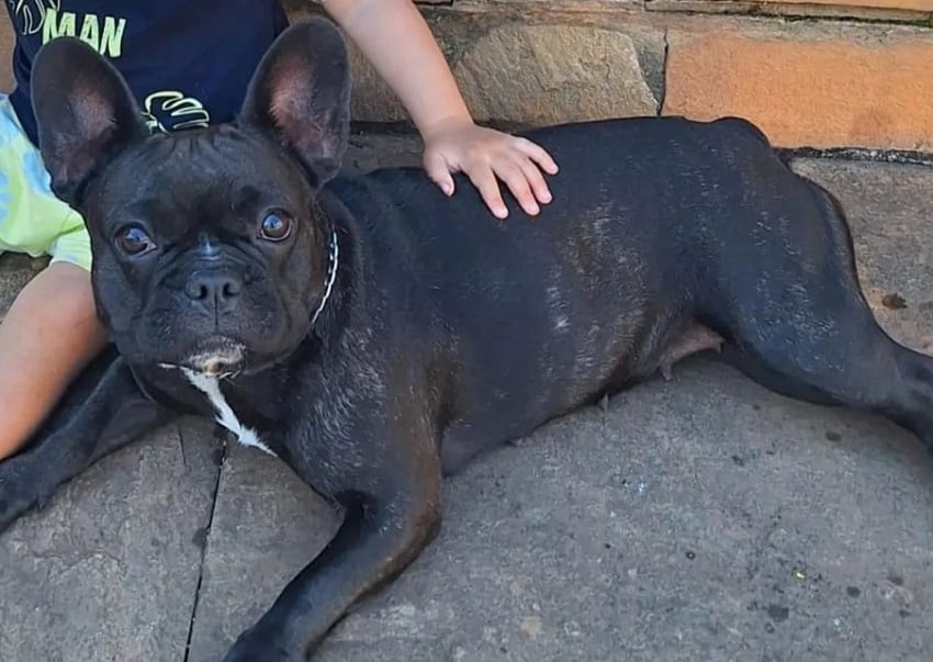 Itabira: família pede ajuda para encontrar a cachorrinha Amy, que desapareceu na região do Palmital