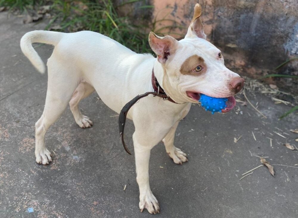 Itabira: tutores pedem ajuda para encontrar a cachorra Pandora, desaparecida no bairro Água Fresca