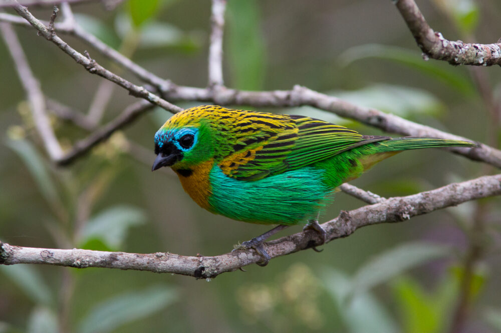 Santuário do Caraça celebra jubileu de 250 anos e 30 anos da Reserva Particular do Patrimônio Natural