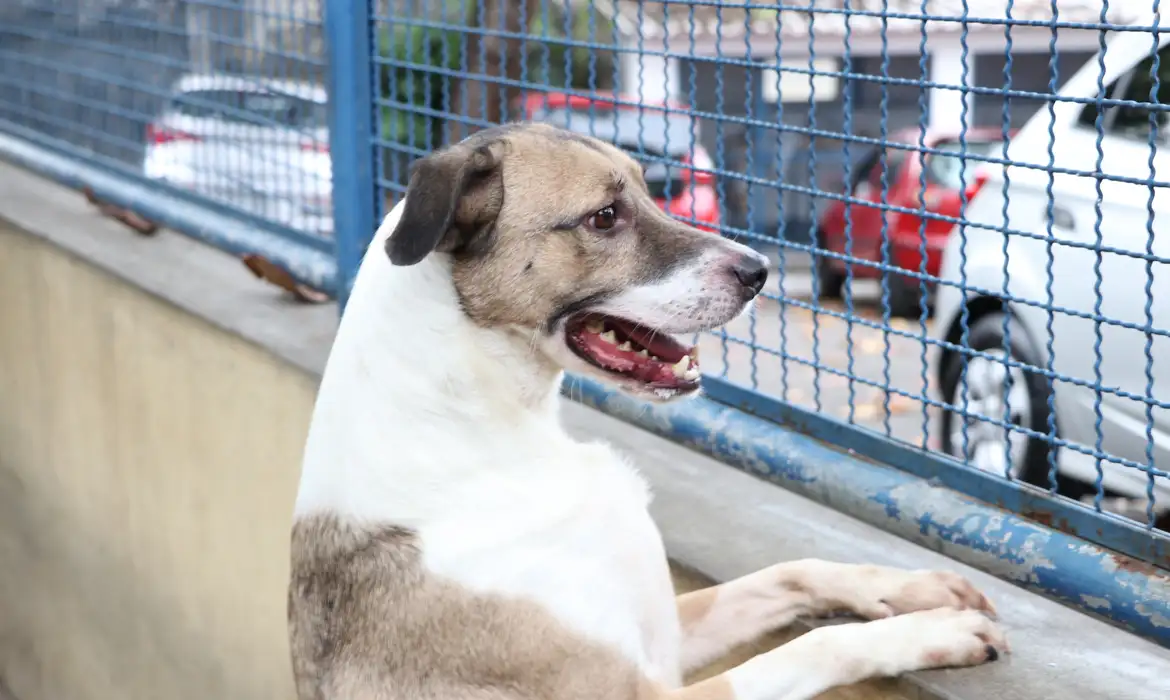 Itabira promoverá mutirão para castração animal; saiba mais