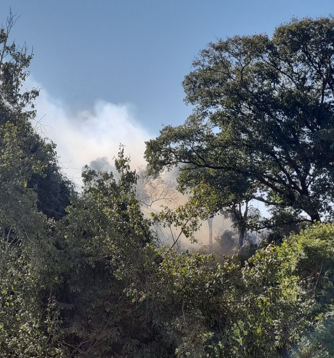 Incêndio de grandes proporções atinge mata no bairro Castelo, em BH