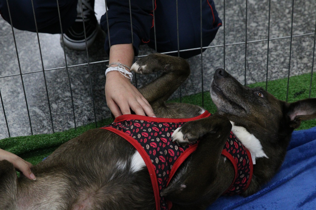 Pet shops em Minas podem ser obrigados a incentivar adoção de animais