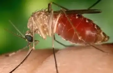 Febre do Oropouche: entenda o que é a doença que preocupa o Brasil