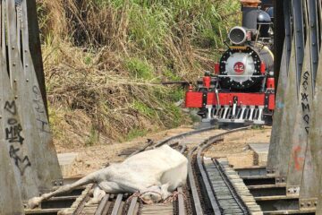 Cavalo preso em trilho de Maria Fumaça é resgatado por bombeiros em São João del-Rei