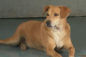 Sempre ao seu lado? cachorro espera em hospital por tutora que morreu há 8 anos
