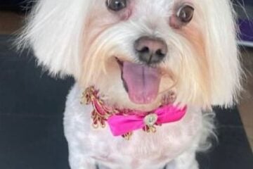 Cloe é encontrada! Cachorrinha passou o domingo desaparecida