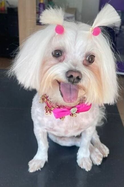Cloe é encontrada! Cachorrinha passou o domingo desaparecida