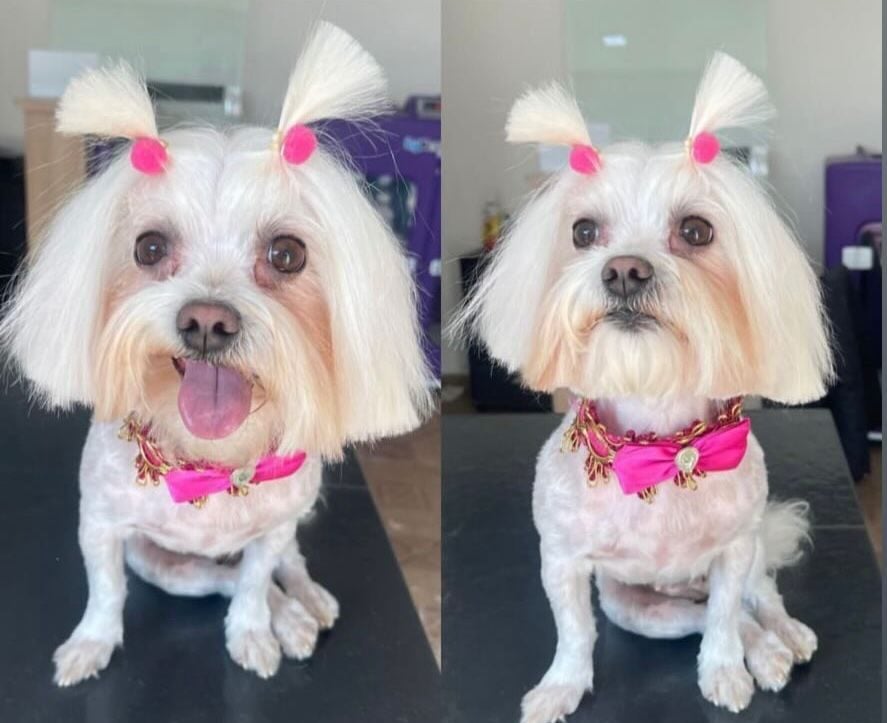 Você viu a Cloe por aí? Cachorro desapareceu no bairro Colina da Praia neste domingo