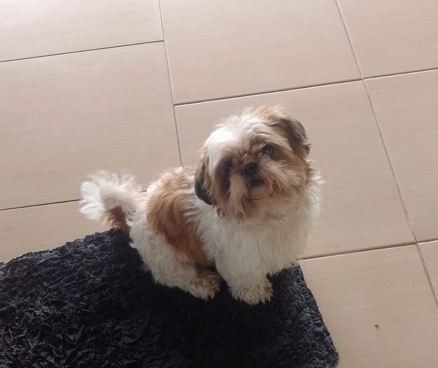 Você viu o cachorrinho Chico por aí? Tutores procuram pelo pet
