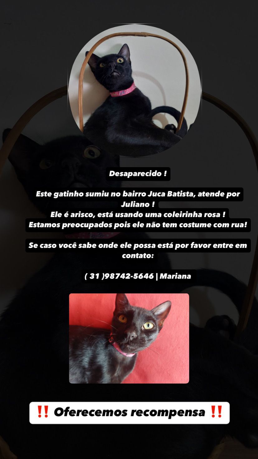 Vocês viram o Juliano por aí? Família tutora procura por gato que desapareceu no Juca Batista