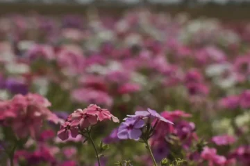 Primavera começou com temperaturas caindo e possibilidade de chuva