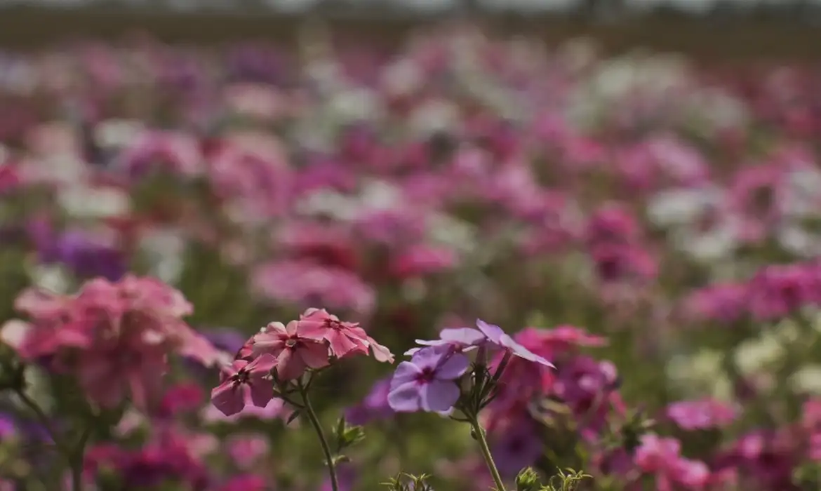 Primavera começou com temperaturas caindo e possibilidade de chuva