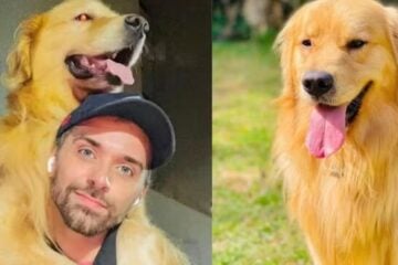 Justiça arquiva caso do cachorro Joca, que morreu durante voo da Gol