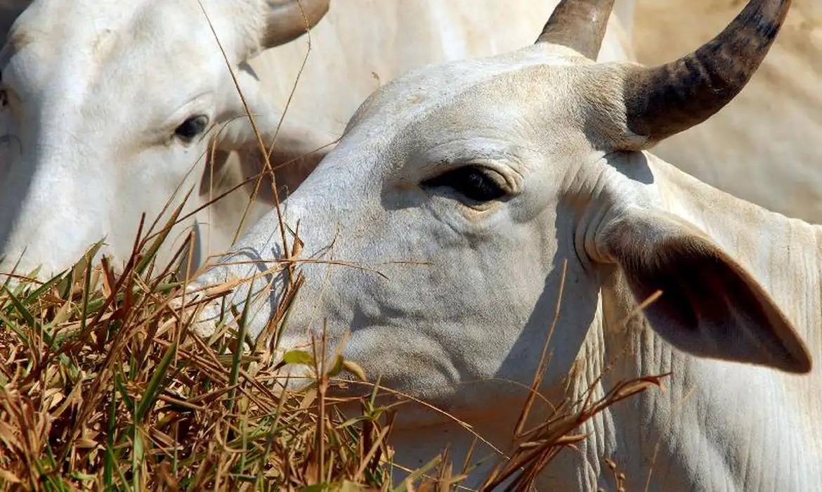 Homem será indenizado em mais de R$ 140 mil pelo patrão após levar “chifrada” de vaca em MG