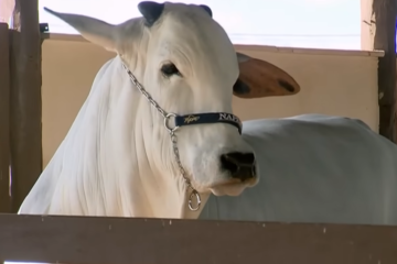 Vaca Nelore brasileira é leiloada por R$ 24 milhões, bate recorde e é a mais valorizada do mundo
