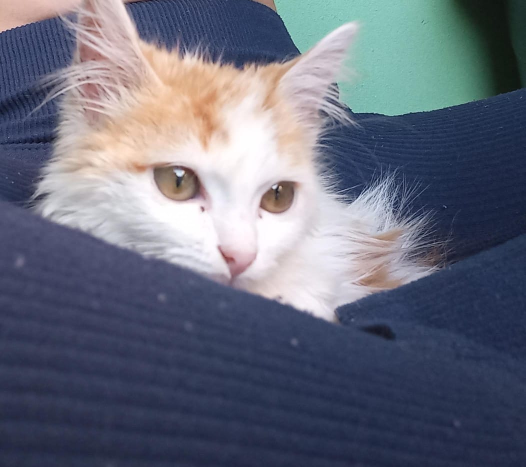 Tutora pede ajuda para encontrar o gato Caramelo, que desapareceu na região do Areão