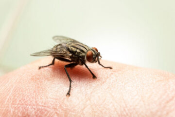 Mosca comedora de carne deixa em pânico os EUA