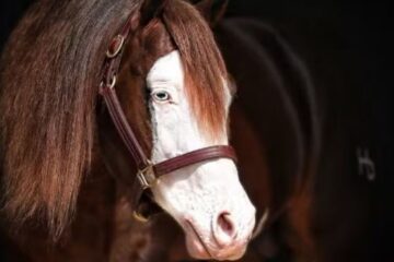 Cavalo “pai de mil filhos” passa a valer R$ 160 milhões após leilão