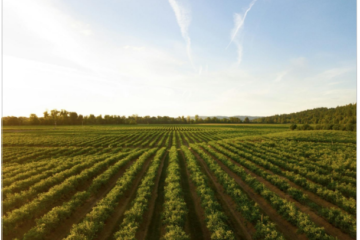 Ciência no campo: como a química melhora a produção agrícola de cada região