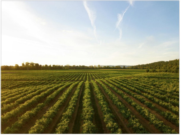 Ciência no campo: como a química melhora a produção agrícola de cada região
